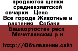 продаются щенки среднеазиатской овчарки › Цена ­ 30 000 - Все города Животные и растения » Собаки   . Башкортостан респ.,Мечетлинский р-н